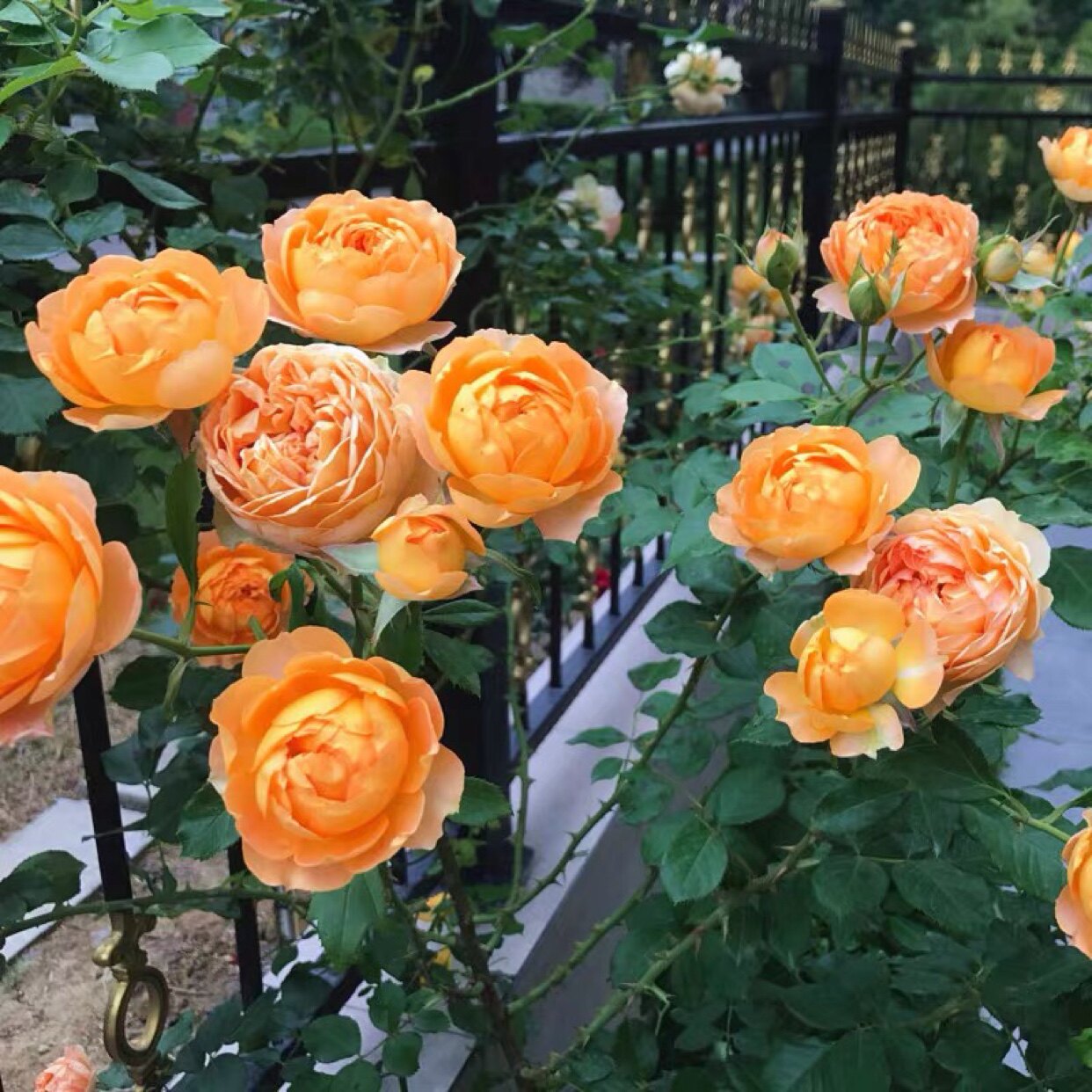 蜂蜜焦糖藤本月季花苗庭院爬藤阳台植物花卉蔷薇时令草本花卉