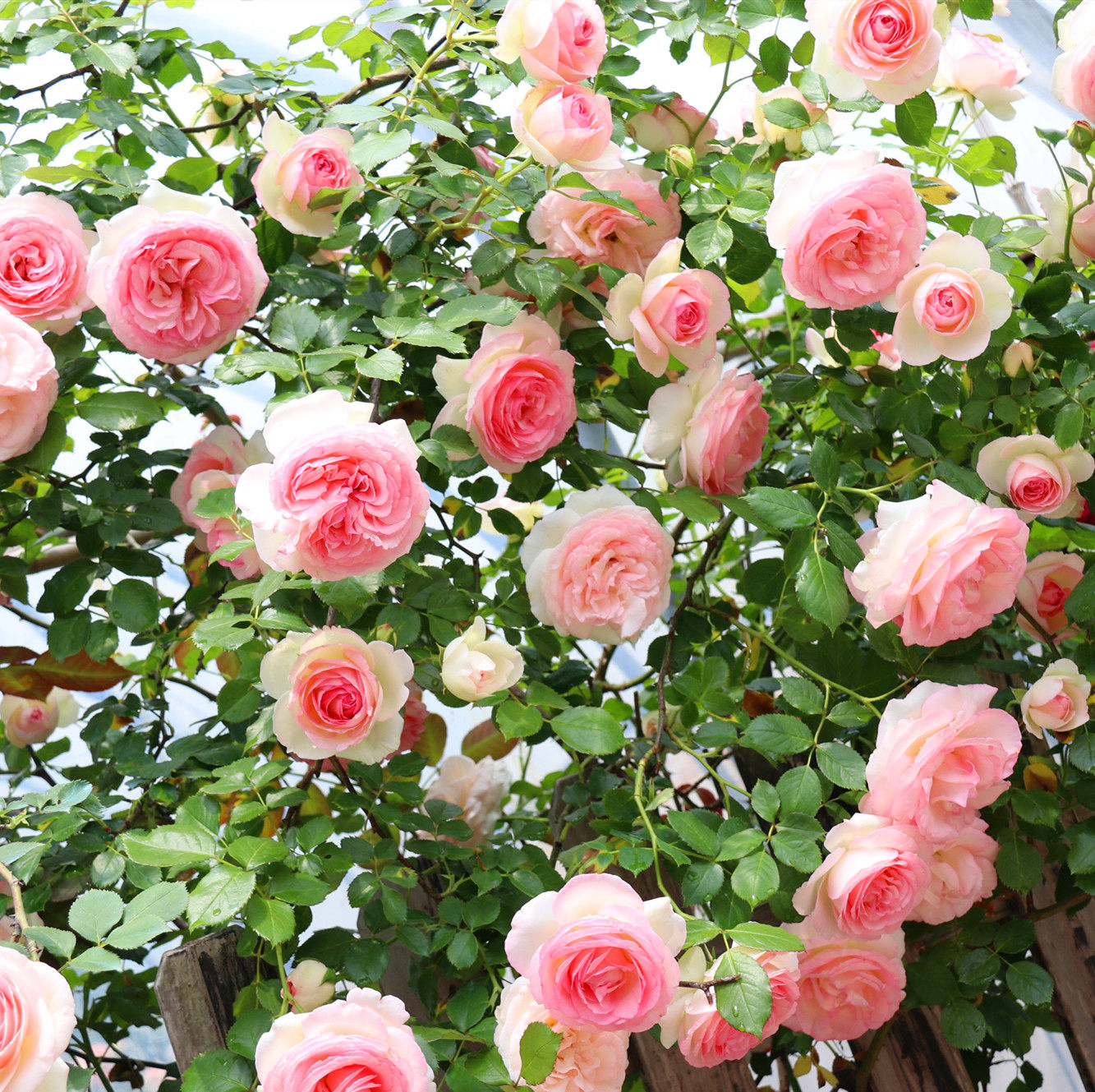 欧月爬藤本月季 粉龙 粉色龙沙宝石庭院阳台爬藤植物蔷薇花苗