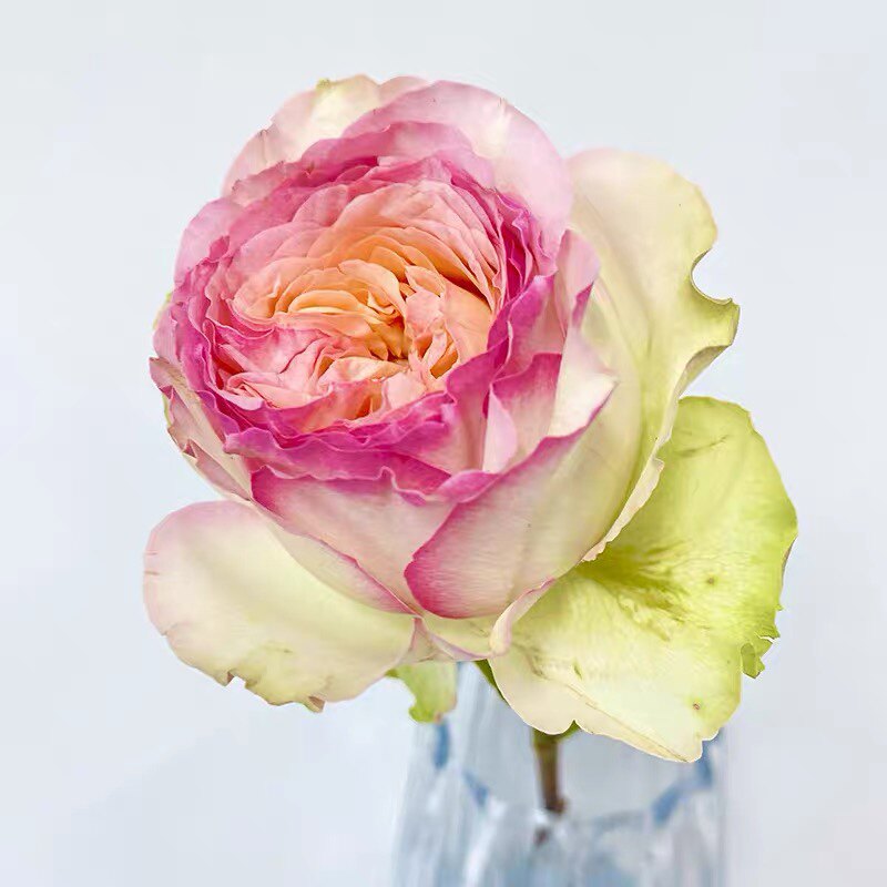 月季新品蝴蝶公主爆款灌木抗病盆栽切花观叶