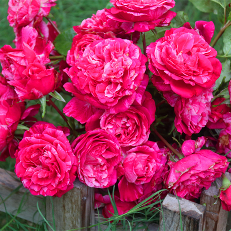 欧月伊蕾莎斯特藤本攀援多季拱门爬藤攀援庭院地栽植物玫瑰花