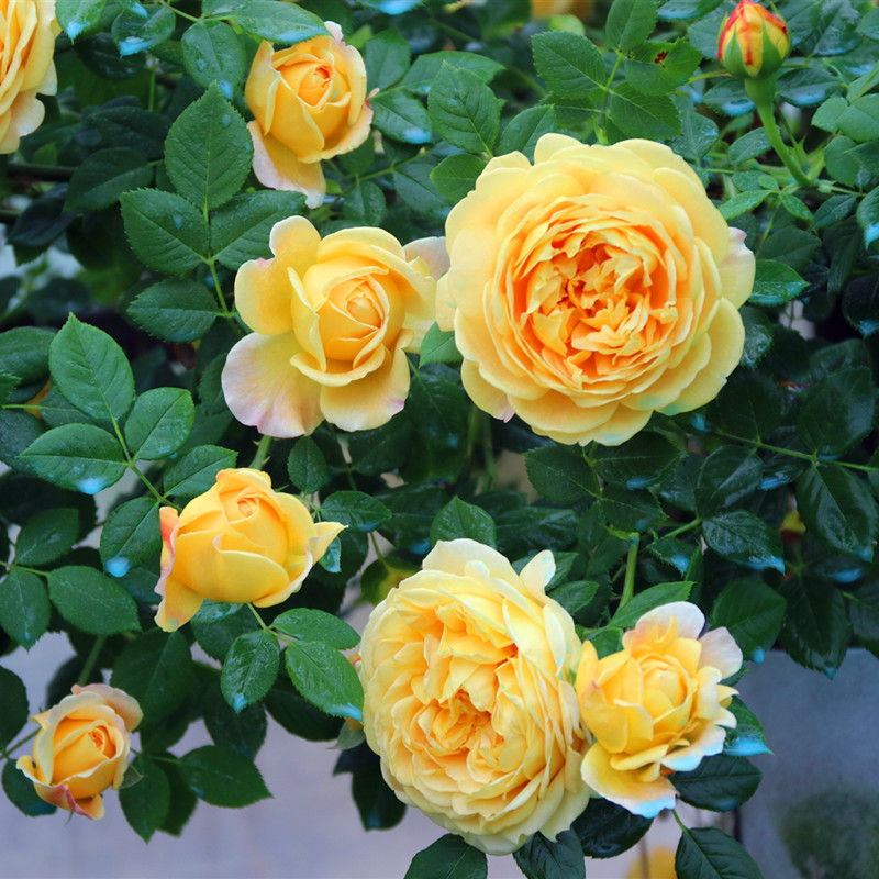 维特园艺欧月黄金庆典月季花阳台庭院植物灌木时令草本花卉