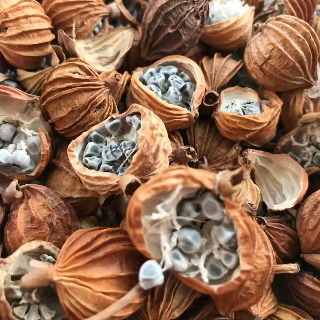 砂仁云南南开口香500g包邮香青岛香料干香卤肉花椒