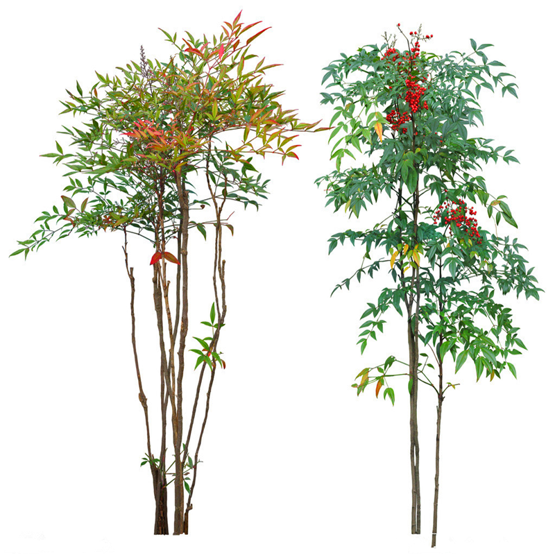 天竹南天绿化工程耐寒庭院叶庭院植物观兰天树苗观叶