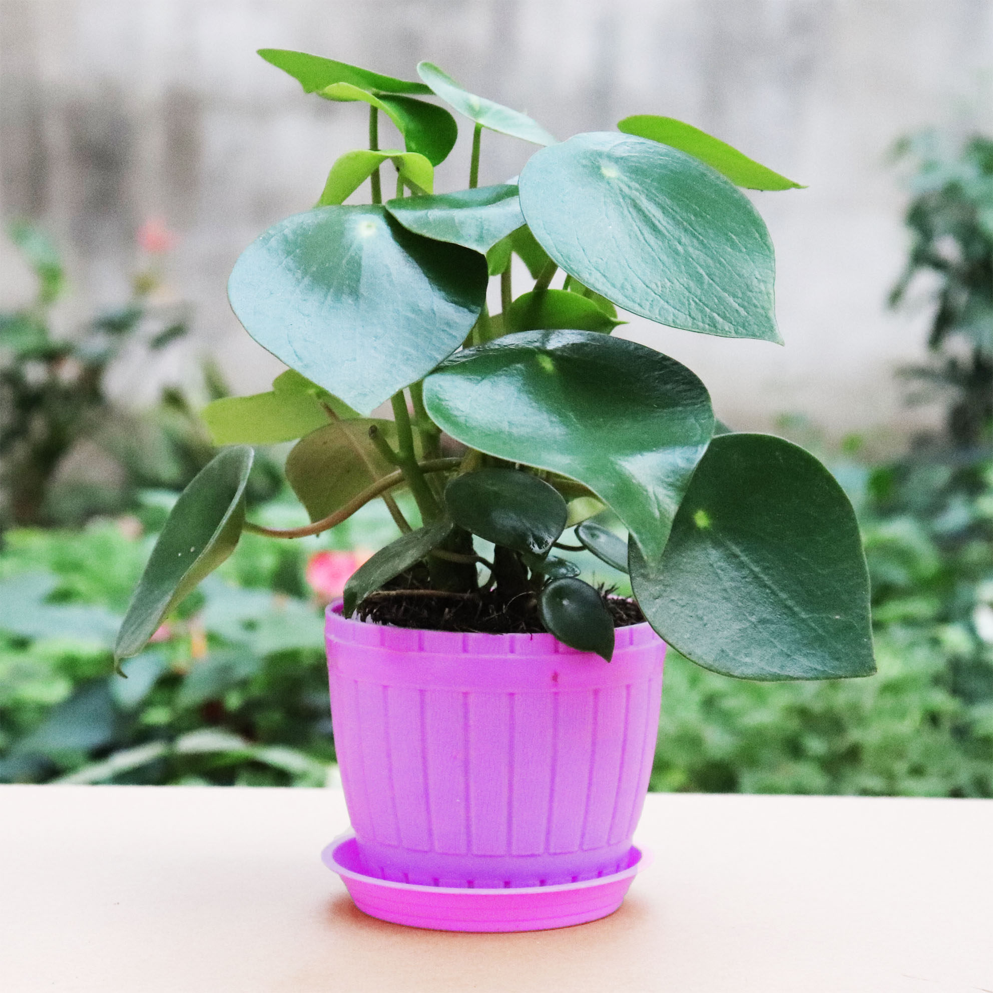 镜面草可水培植物盆栽室内豆瓣绿荷荷叶碧玉绿植