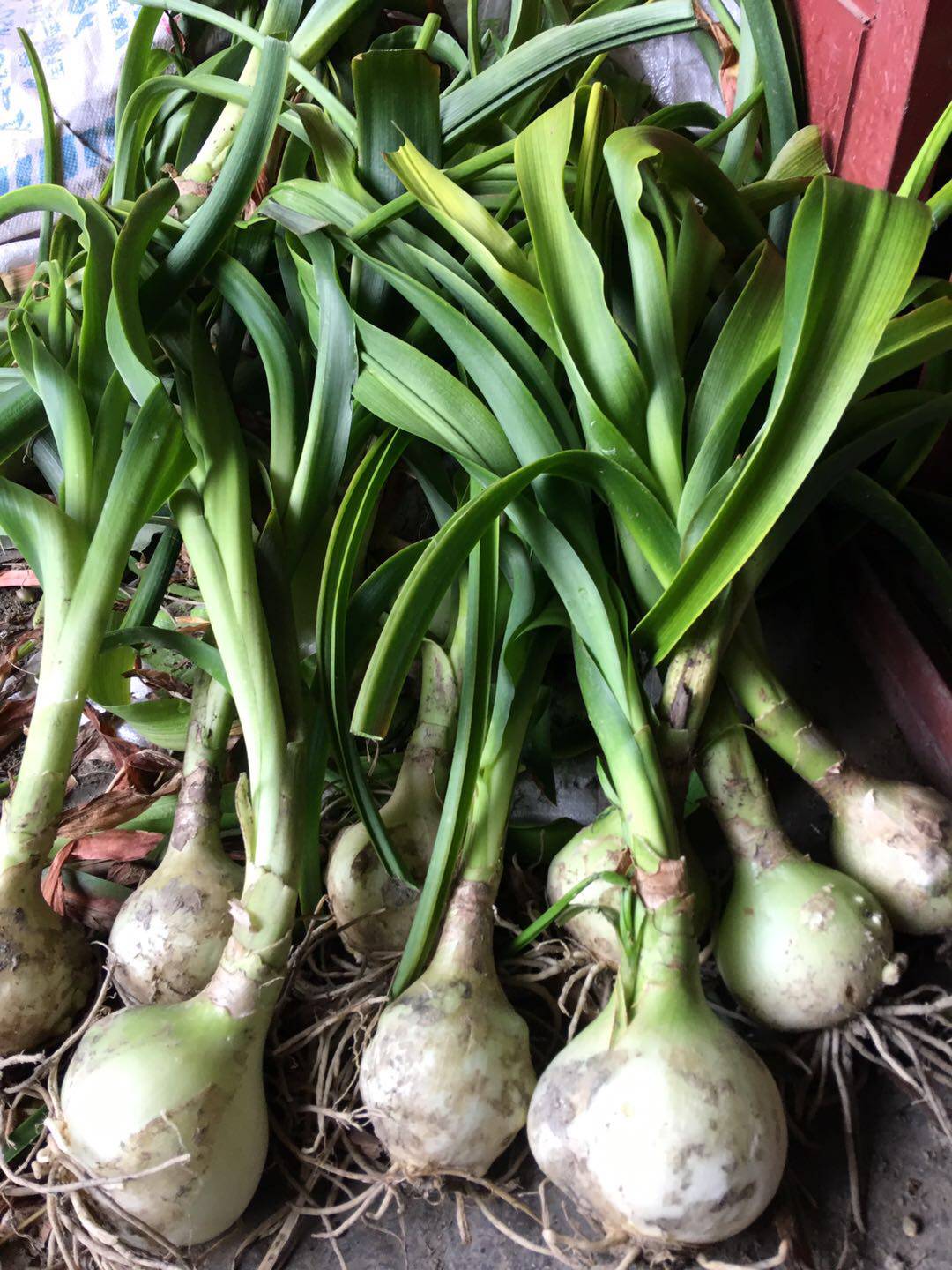 药用虎眼万年青三奇奇海葱花花卉阳台玻璃球耐时令草本花卉
