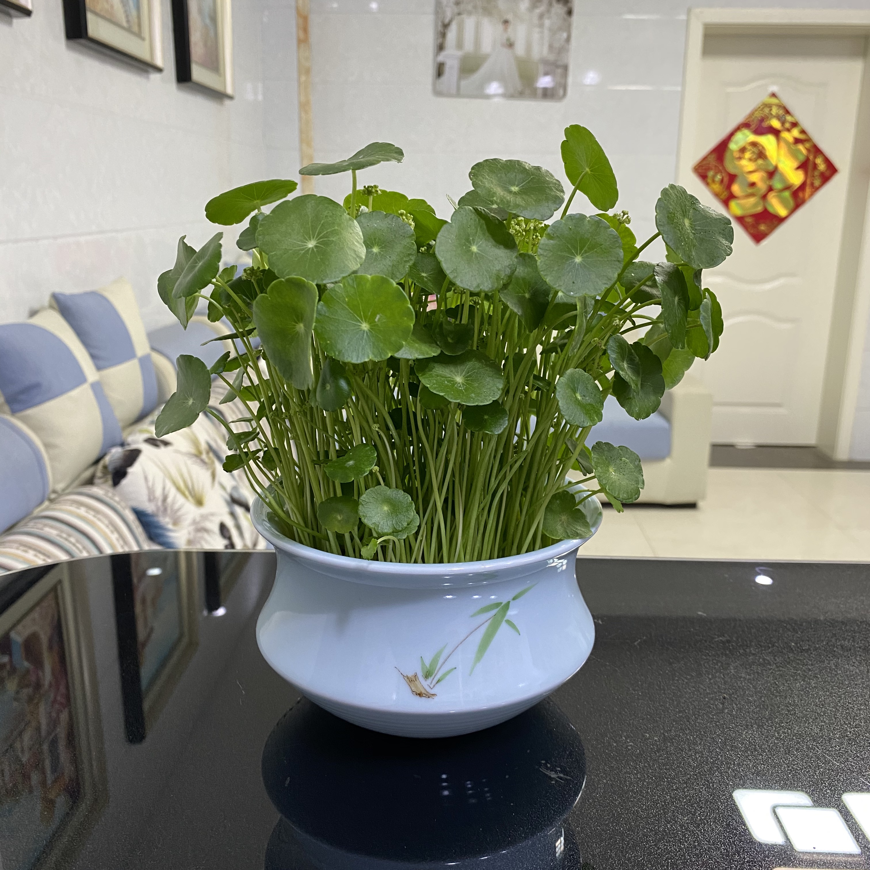 铜钱草招财水培植物办公室桌面盆栽金钱草花卉净化空气吸甲醛绿植 - 图1
