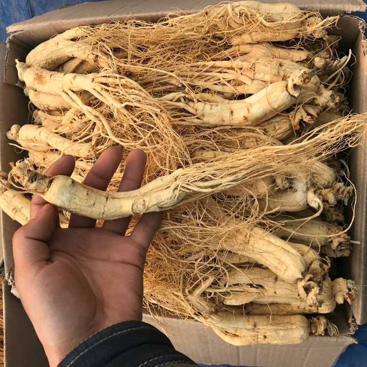 东北长白山年生晒参硫磺人参白参500g16枝原皮人参
