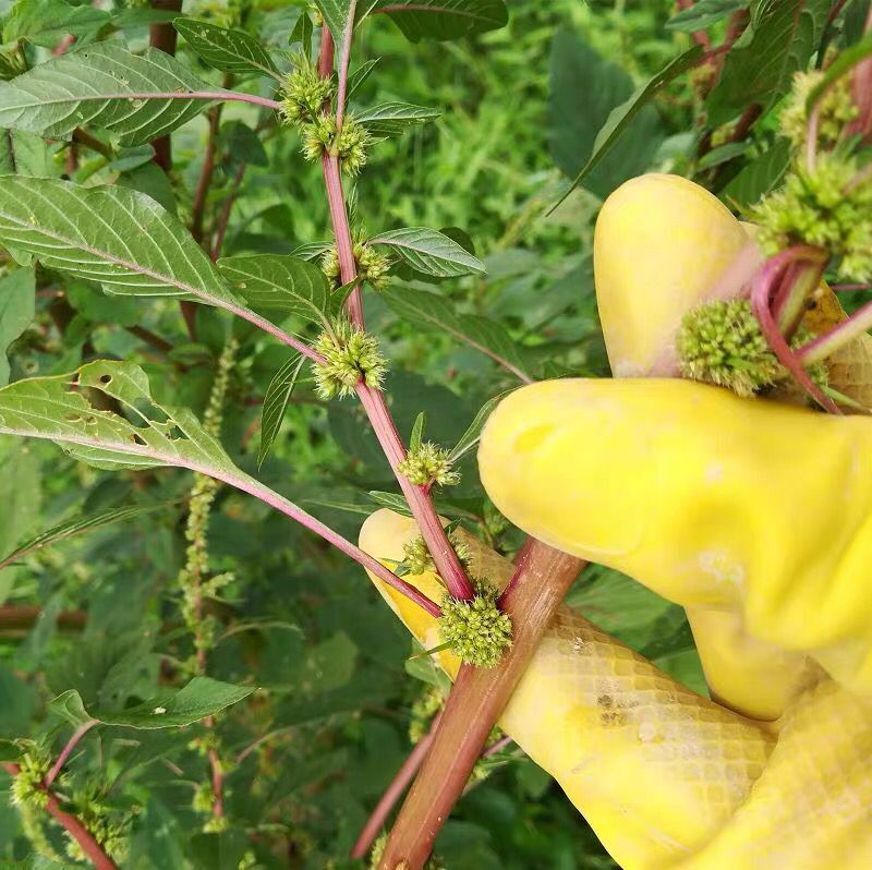 菜根苋菜野生新鲜红鲜红梗刺刺苋根红白刺苋500克农技服务