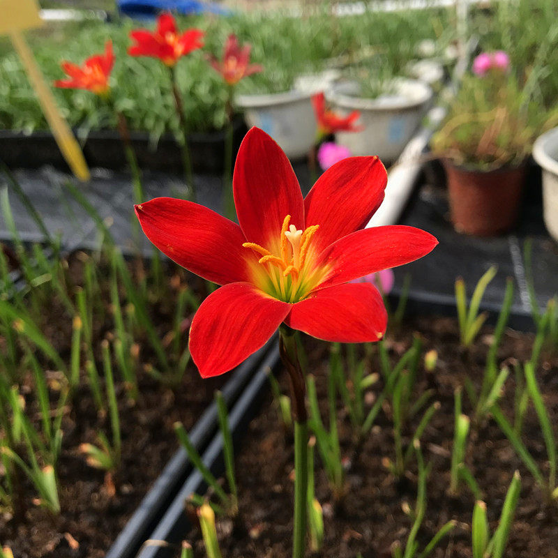 风雨雨兰丽丽葱兰韭兰雨花耐热花卉石蒜四季种球
