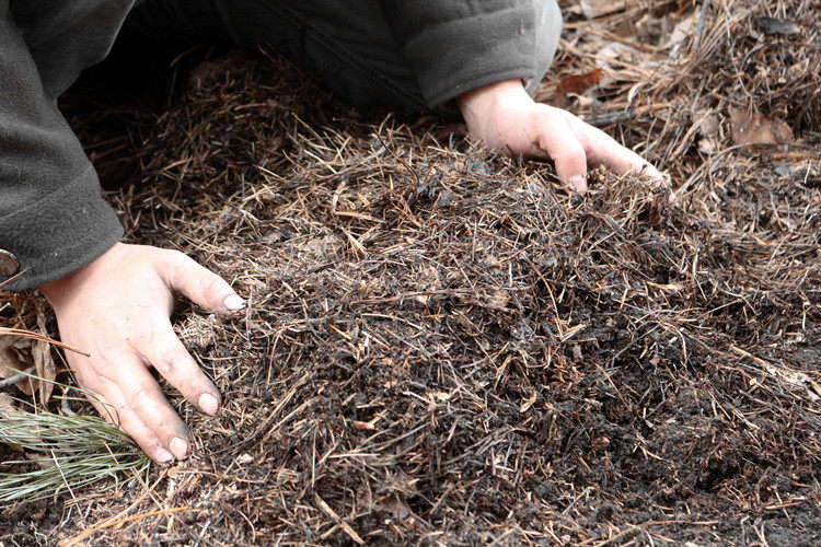 花卉土包营养腐叶腐殖盆栽君子兰兰多杜鹃君子家庭园艺肥料