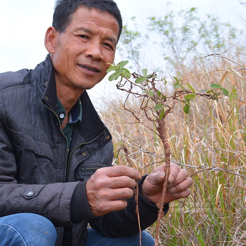 千斤野生一条根500g草药干货整颗钻地风泡酒药其他药食同源食品