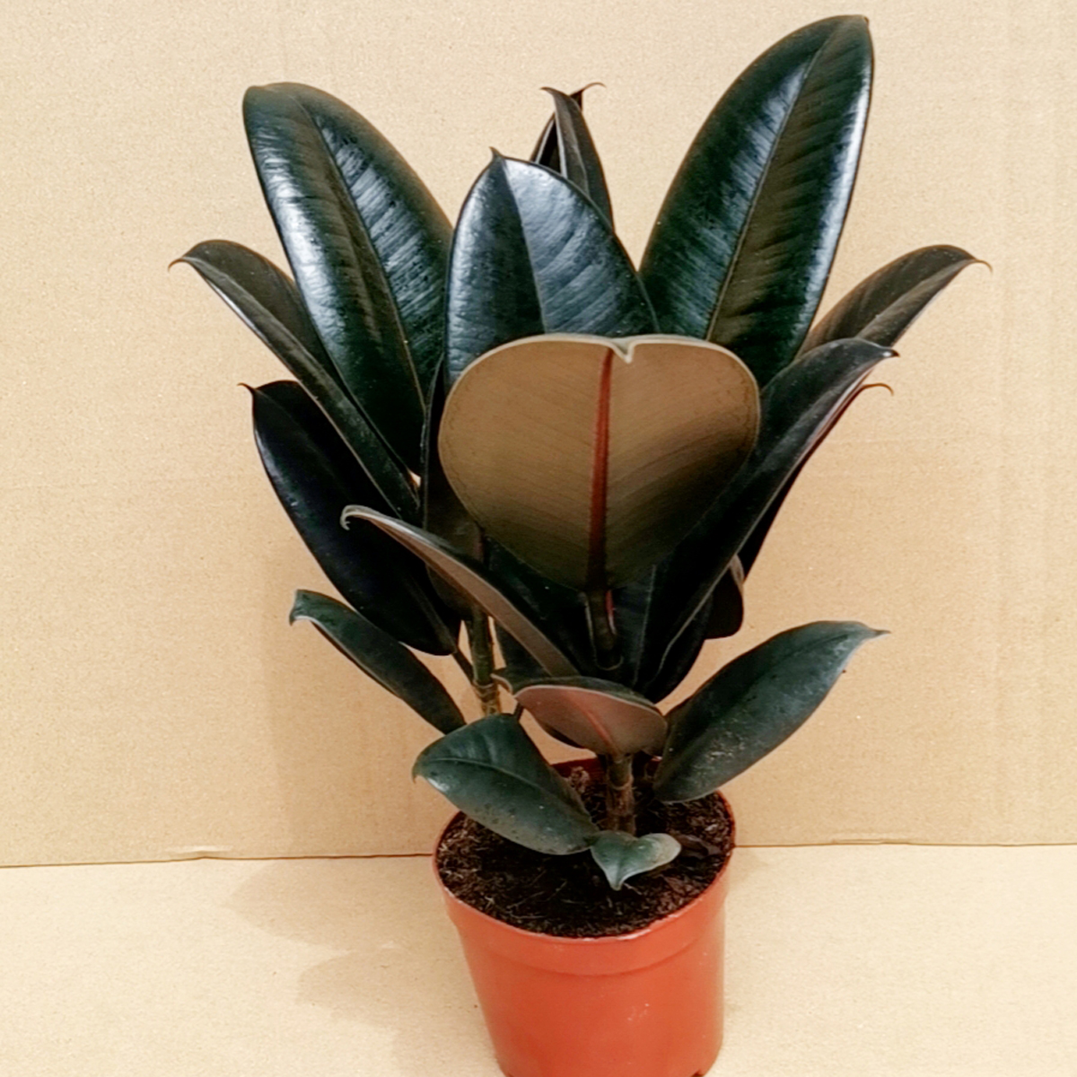 黑金刚橡皮树花卉绿植小盆栽观叶植物书房办公桌客厅易活好养包邮