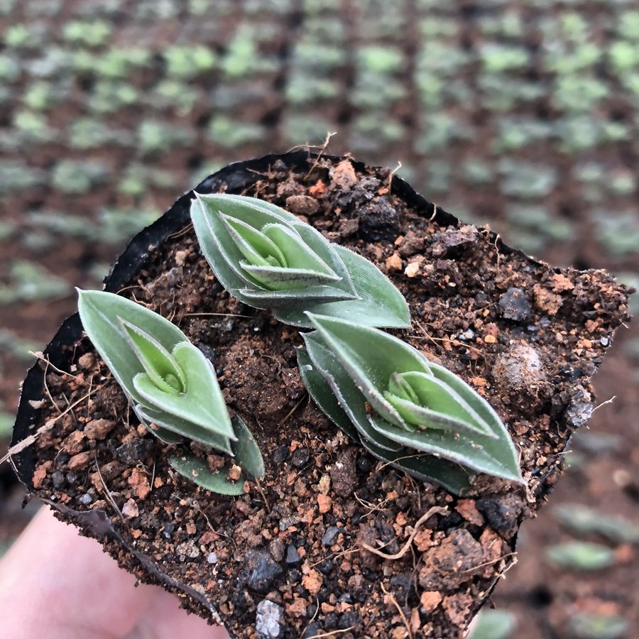 一帆风顺多肉植物组合盆栽绿植花卉吉祥寓意适合多肉植物