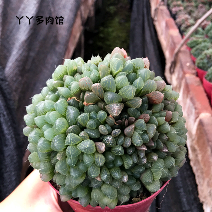 爆盆姬玉露精品多肉植物盆栽适合新手阳台庭院多肉植物