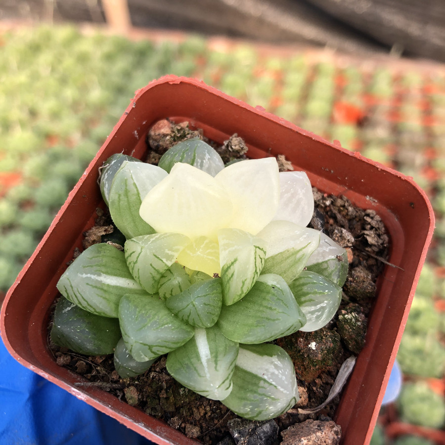玉露雪花真锦精品多肉植物稀有一物一拍包邮多肉植物