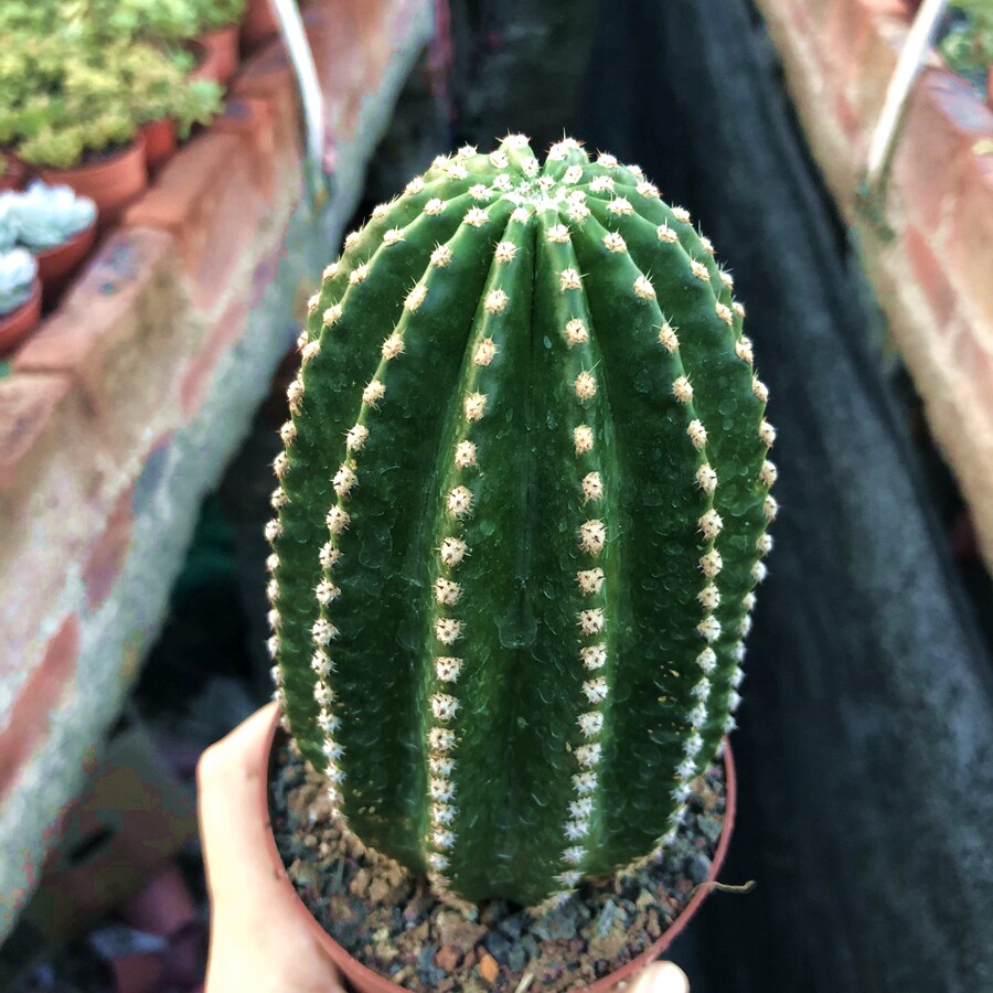 仙人黑金刚超大新手养活甲醛防辐射开花花球办公室多肉植物