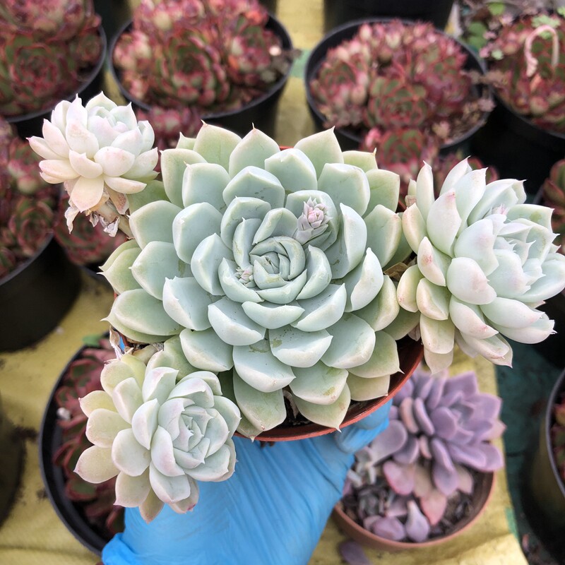 月影阿尔巴白月影群生缀化老桩卧室室内绿植组合多肉植物