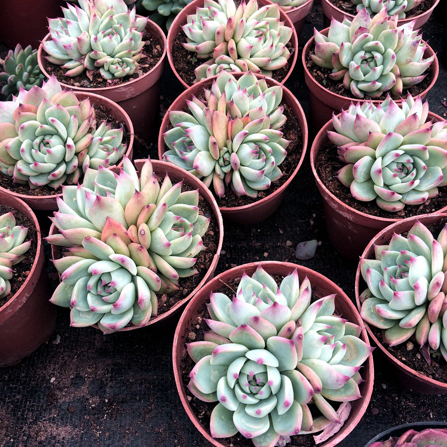 丫丫吉娃娃多头群品多肉植物老桩防辐射办公室室内多肉植物