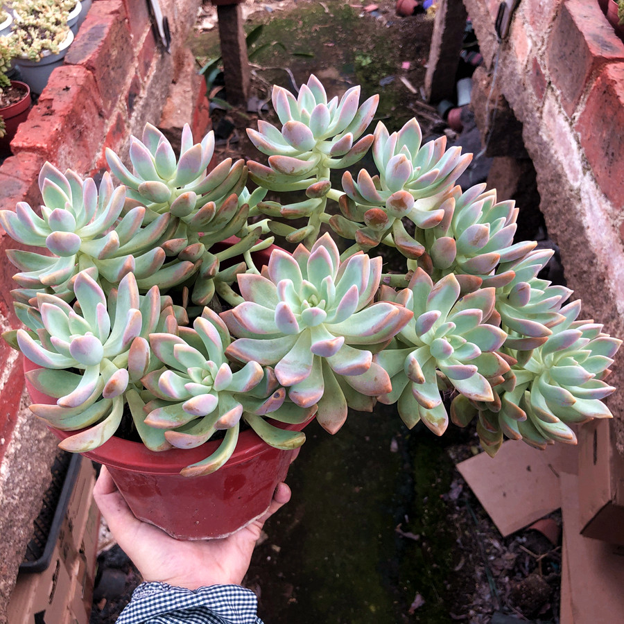 淡雪悬崖老桩缀化幽灵公主一物一拍多头群生多肉植物