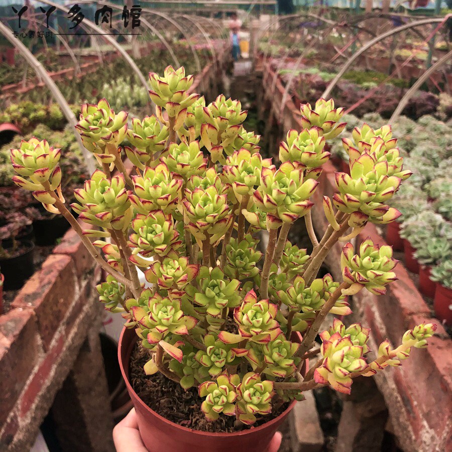 酥皮鸭老桩多肉植物爆崽绿植花卉盆栽办公室桌面多肉植物