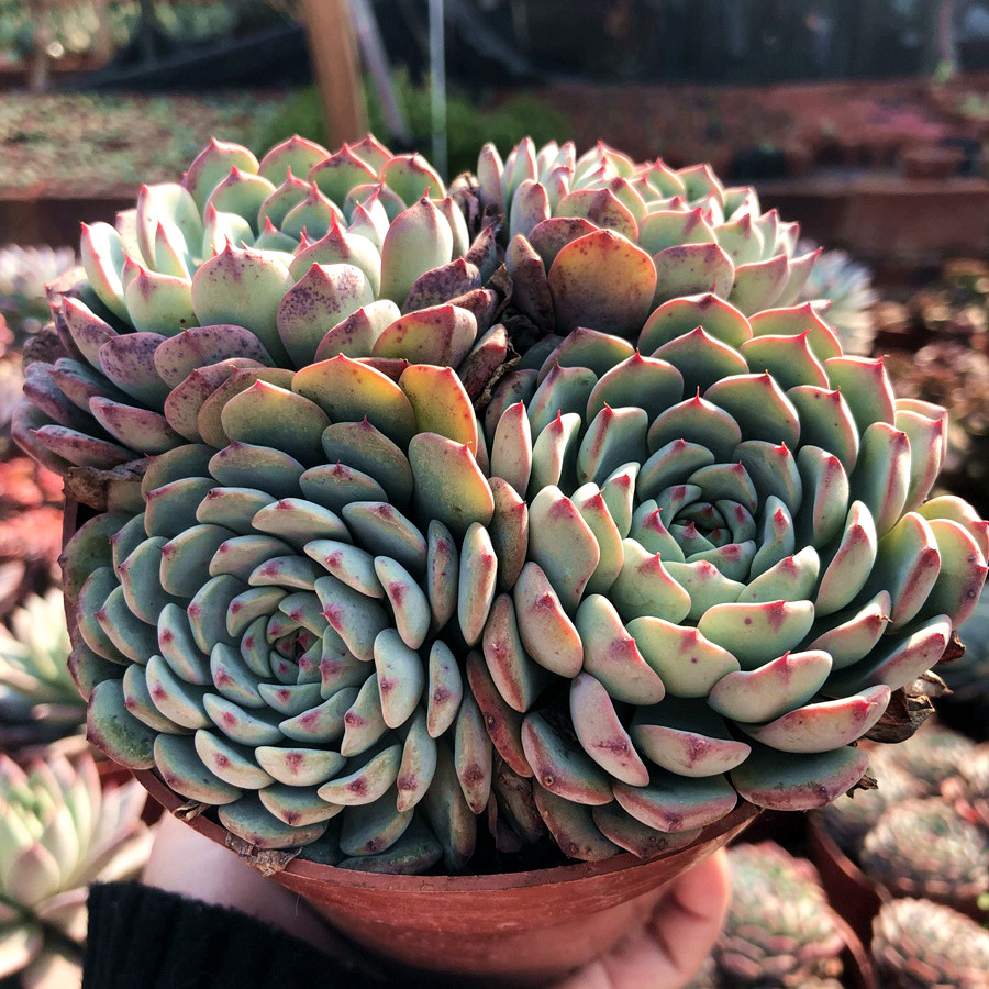 蓝姬莲老桩爆盆包邮多植物办公室绿植花卉盆栽防辐射多肉植物