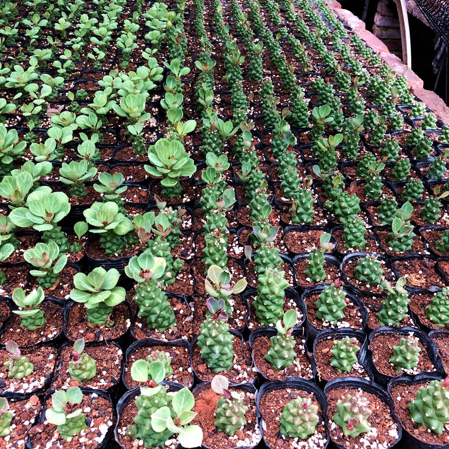 翡翠阁将军阁包邮大戟科多肉植物仙人掌仙人绿植花卉多肉植物