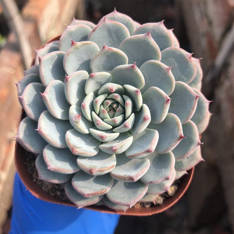 蓝姬莲老桩爆盆包邮多植物办公室绿植花卉盆栽防辐射多肉植物