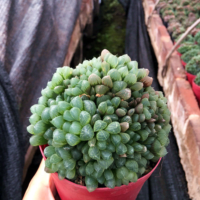 爆盆姬玉露精品多肉植物盆栽适合新手阳台庭院多肉植物