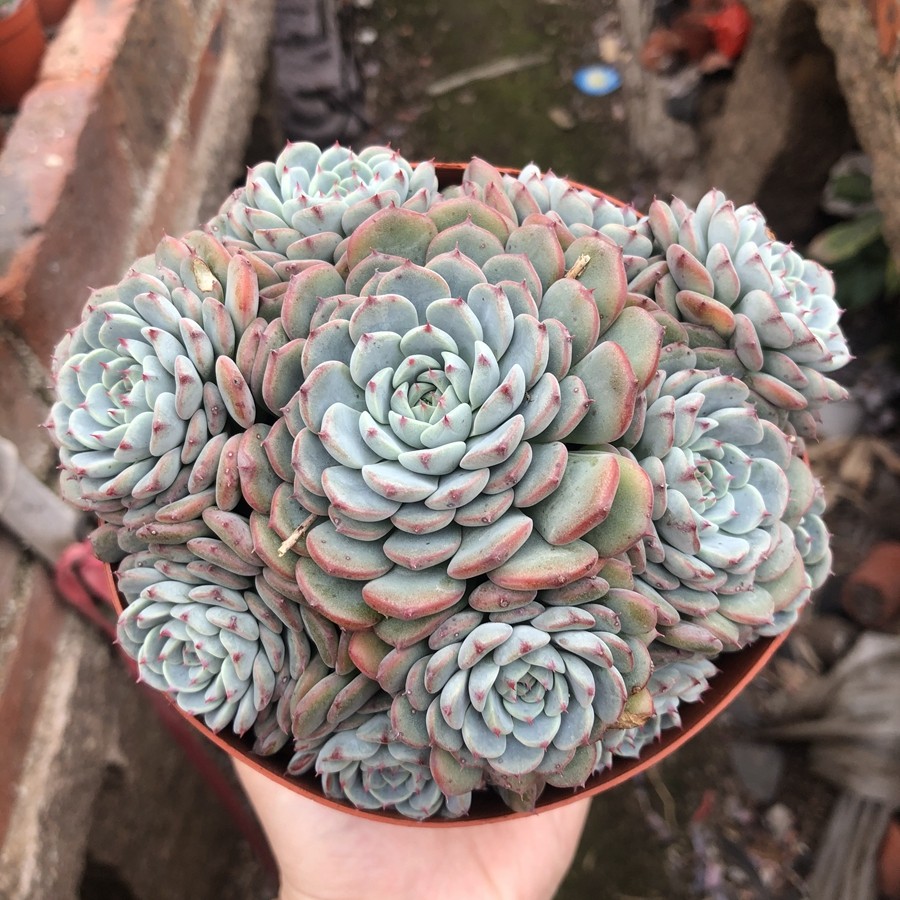 蓝姬莲老桩爆盆包邮多植物办公室绿植花卉盆栽防辐射多肉植物