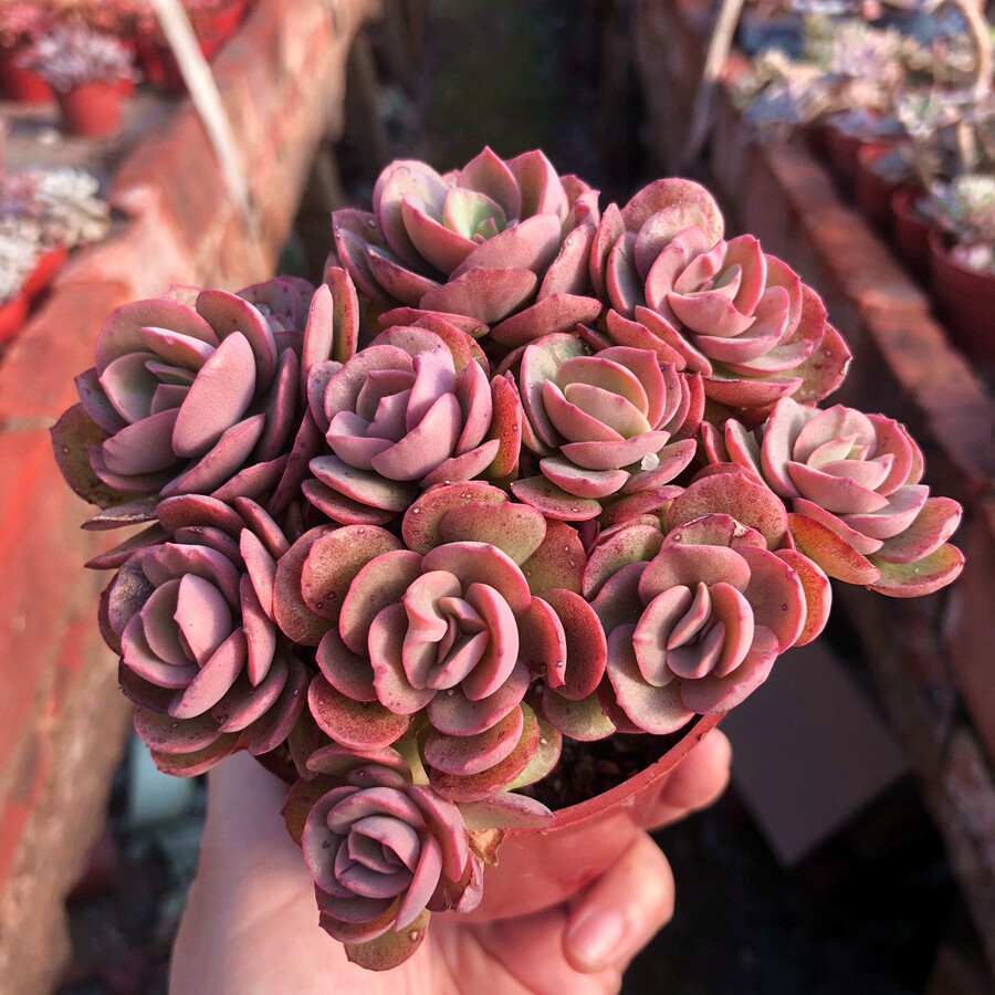 秀妍果冻色老桩红色多肉植物办公室阳台绿植花卉多肉植物