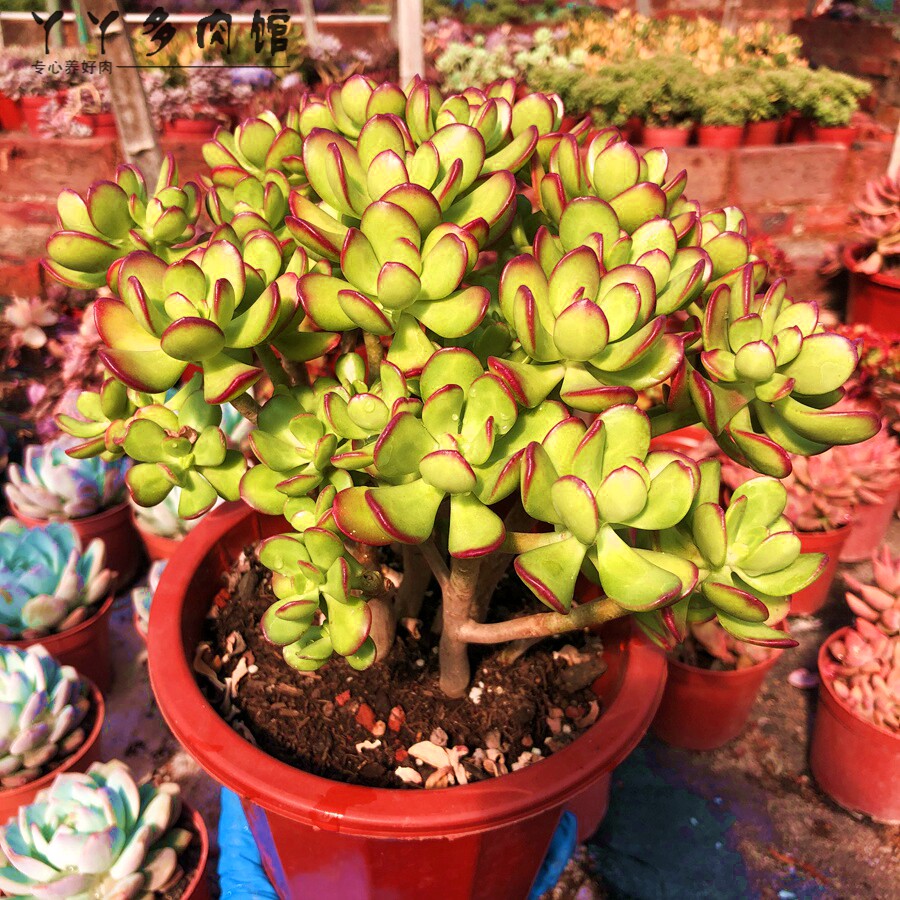 姬红花月多头老桩多肉植物办公室防辐射室内甲醛多肉植物