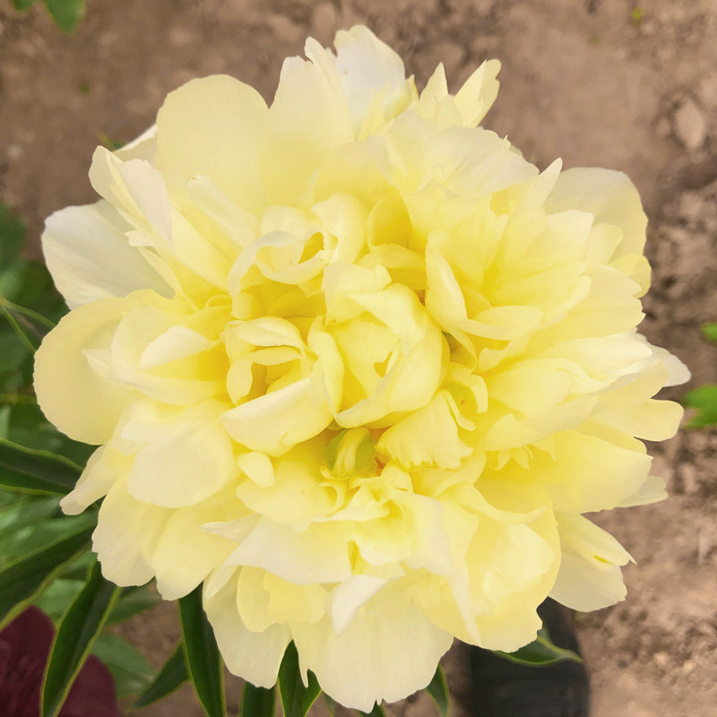 芍药泽牌大花重千层花苗苗勺药花庭院阳台绿植时令草本花卉