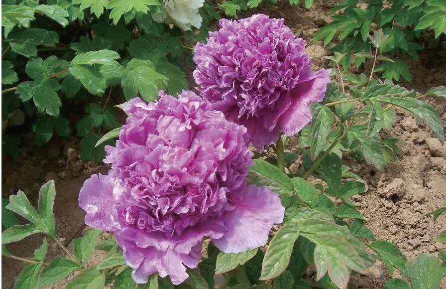 牡丹大王大魏正品重瓣花盆盆栽庭院菏泽洛阳时令草本花卉