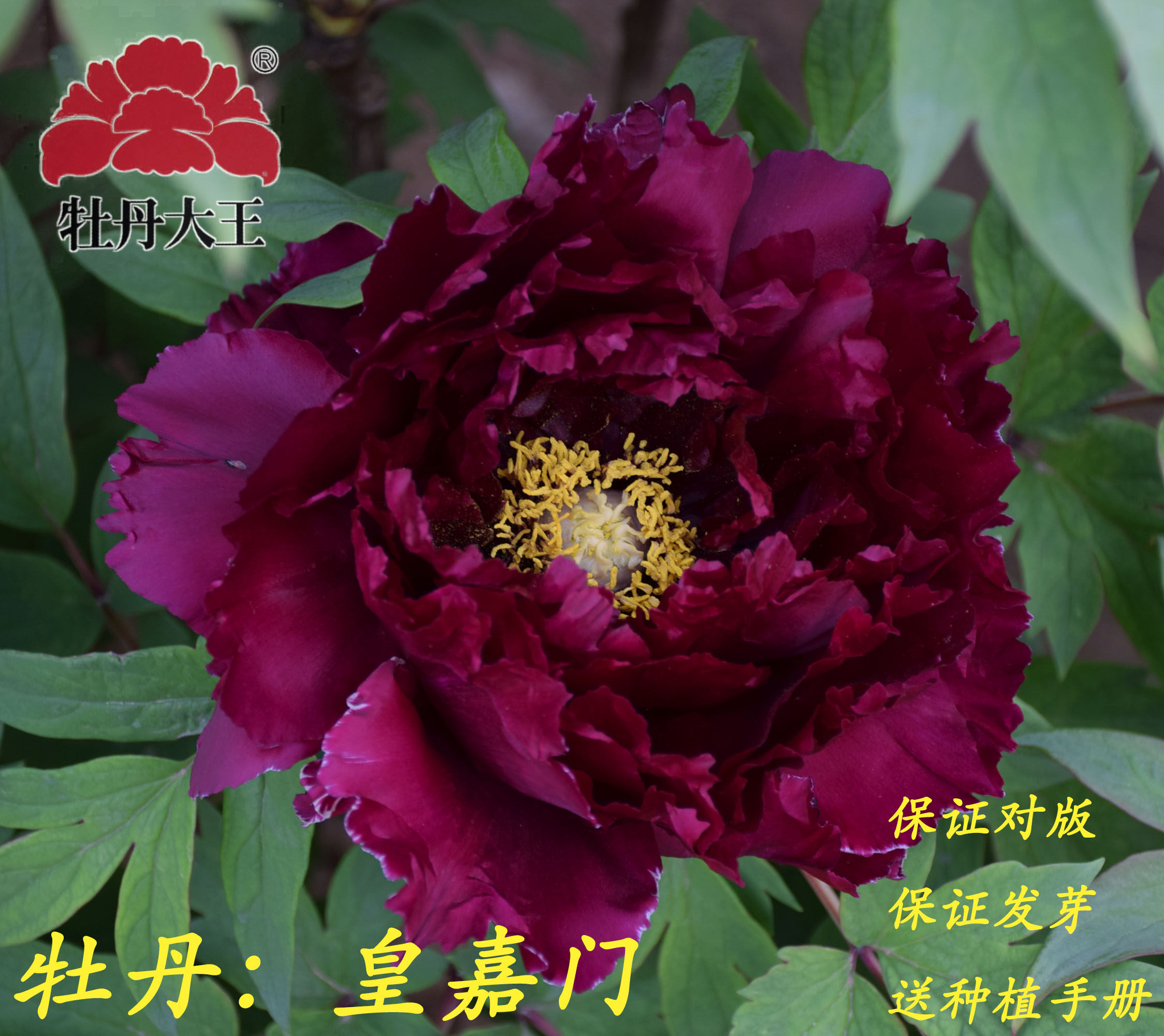 牡丹大王皇嘉门正宗重瓣室内盆栽庭院菏泽牡丹花时令草本花卉