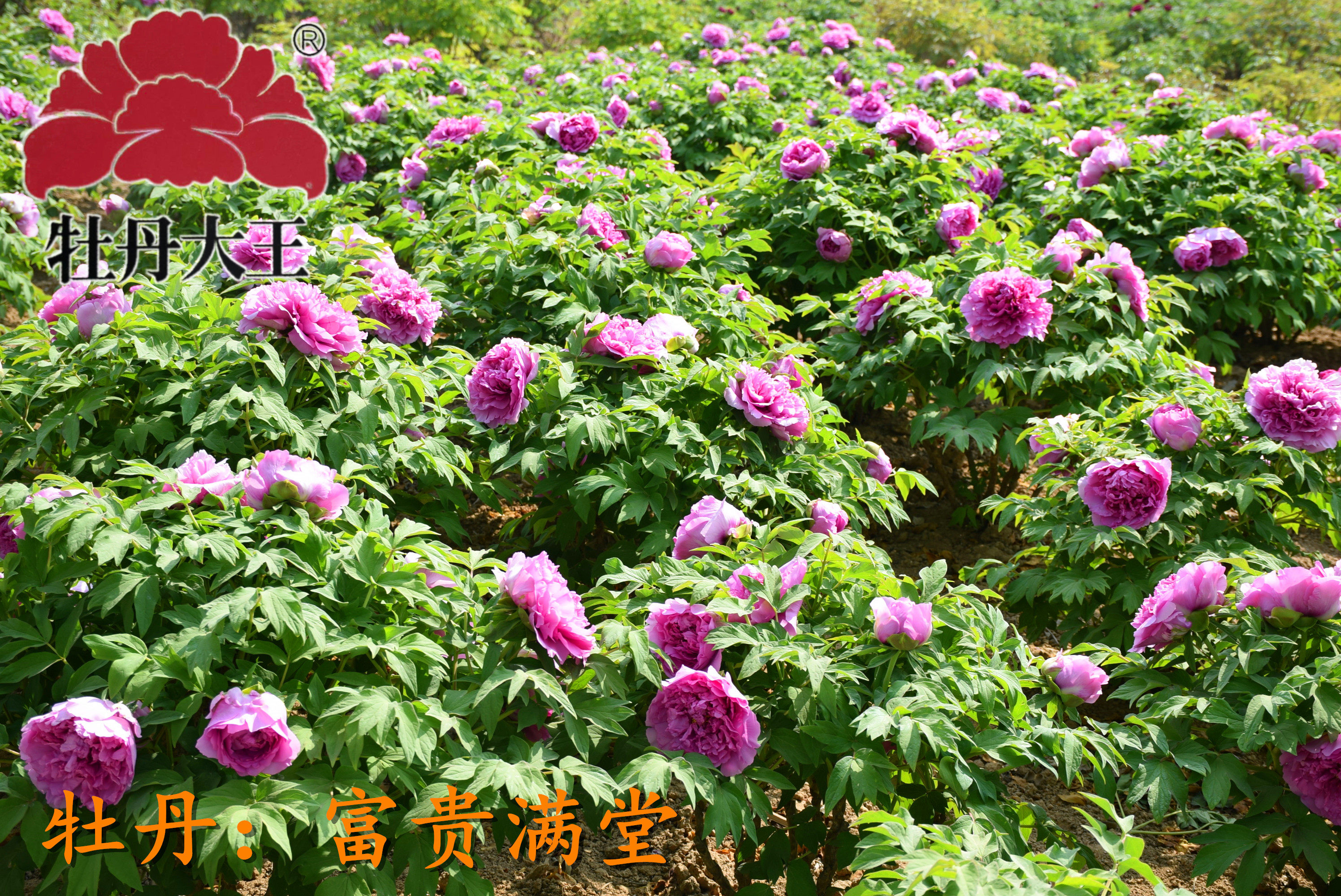 牡丹大王富贵满堂正宗重瓣盆栽庭院花盆菏泽牡丹花时令草本花卉