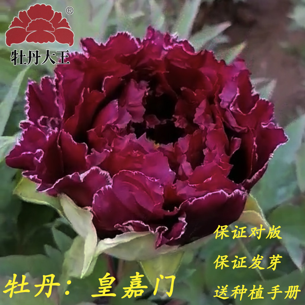 牡丹大王皇嘉门正宗重瓣室内盆栽庭院菏泽牡丹花时令草本花卉