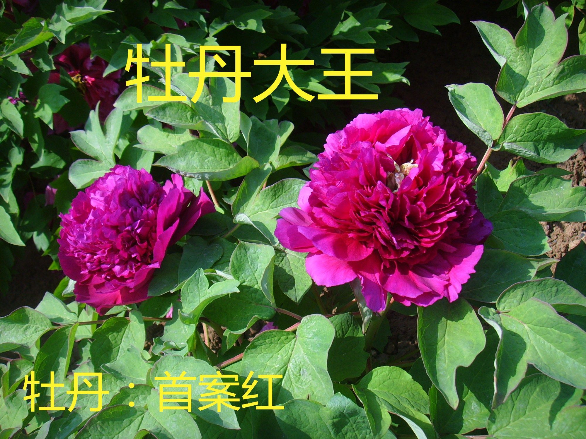 牡丹庭院大王首案红正宗重瓣盆栽阳台菏泽牡丹花时令草本花卉