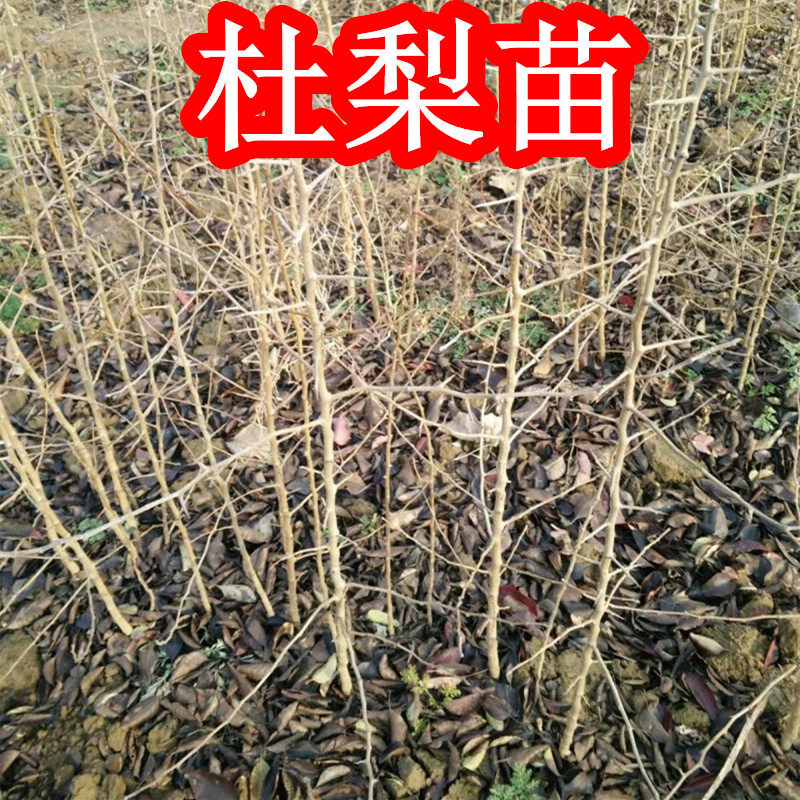 梨树杜梨野梨嫁接砧木树苗果树