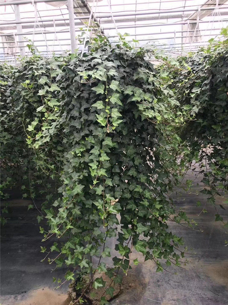 长藤大号常春藤盆栽室内吊兰垂吊爬藤植物绿植绿植