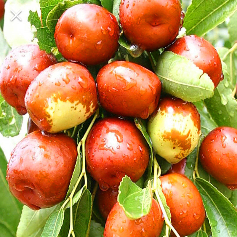 山西正宗稷山板枣3斤枣子新鲜当季水果脆枣枣