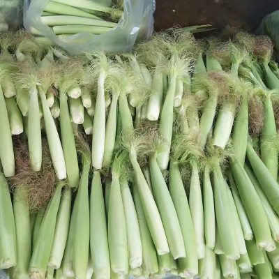 玉米笋种子笋玉米嫩苞米籽鲜食 炒菜炖汤煲粥种籽甜脆香蔬菜籽