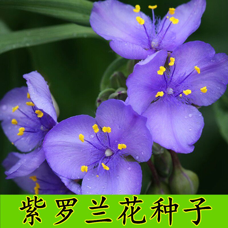 种子紫罗兰花草花海制造景观绿化四季庭院播种家庭园艺种子