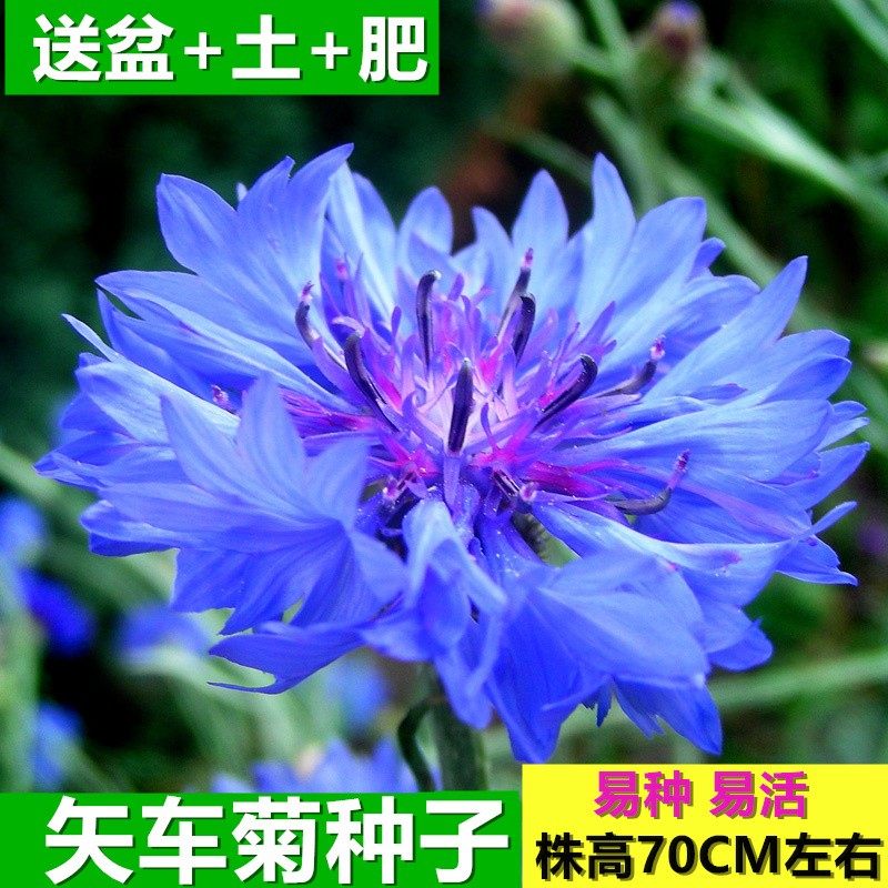 矢车种子多年生春秋播种花卉草种种植花海园林绿化家庭园艺种子