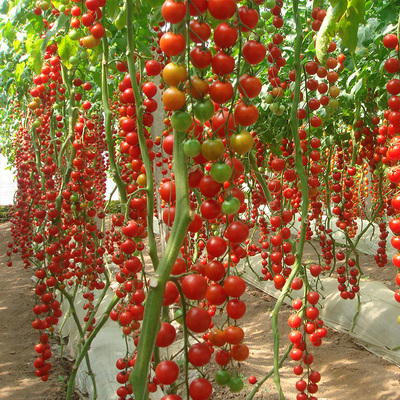 瀑布樱桃小番茄种子高产抗病四季阳台温室种水果蔬菜孑小洋枣种籽
