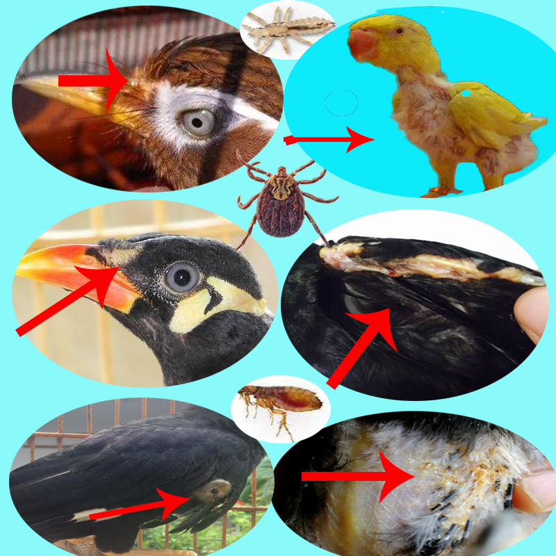 鸟用驱虫洗澡杀菌沐浴浴液画眉八哥杀虫小鸟其他