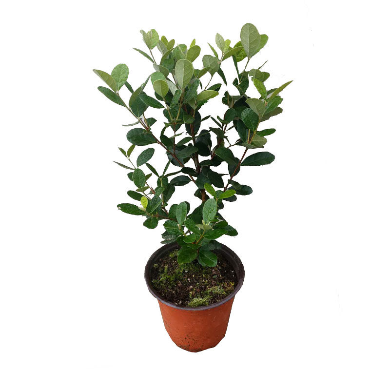 菲油果果树盆栽棒棒糖斐济常绿灌木新奇水果庭院绿植