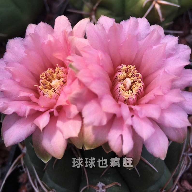 球球疯狂美花海王大花花瓣很厚多肉植物实生多肉植物