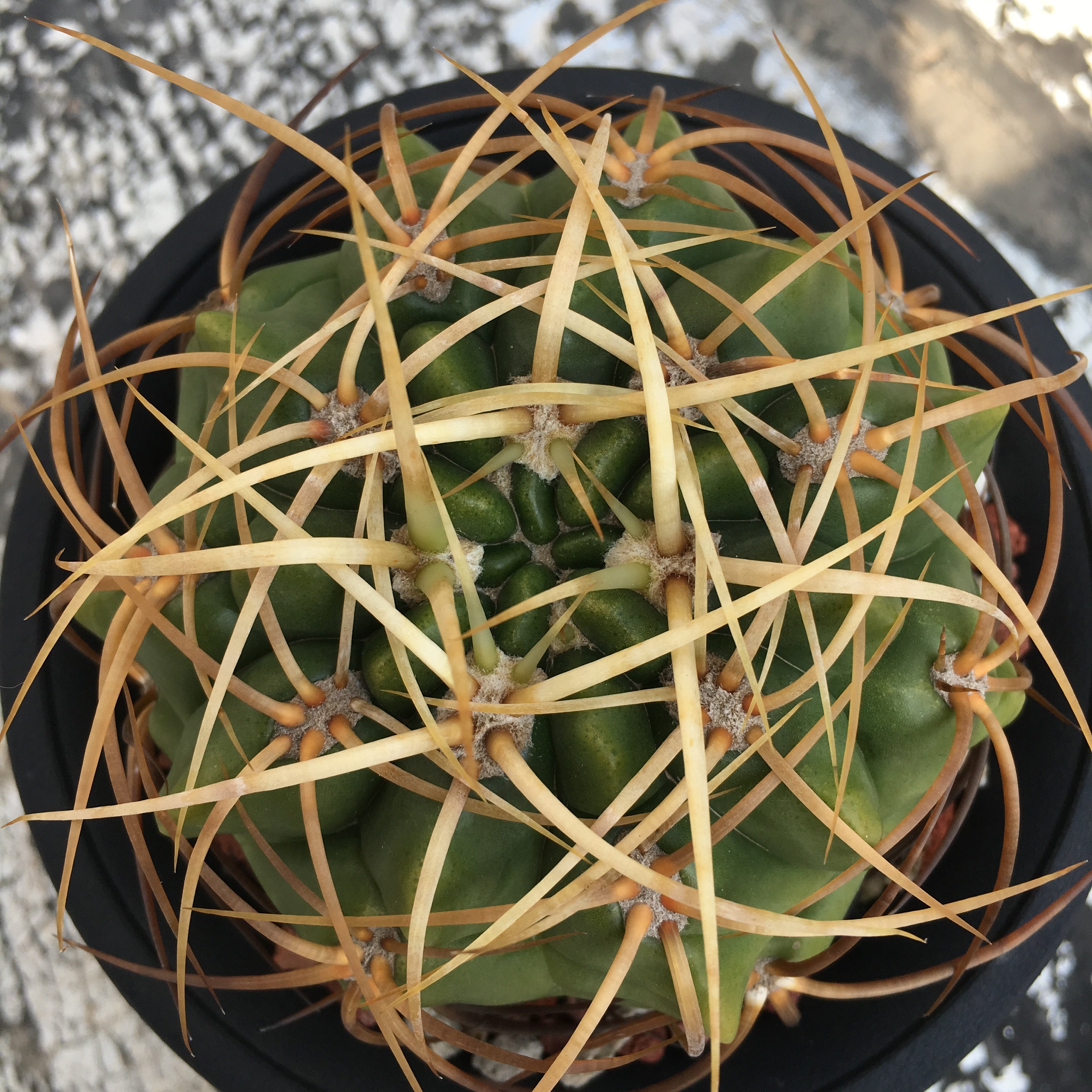 【球球也疯狂】精选莺鸣玉 裸鄂属 实生仙人球 一物一拍 包邮