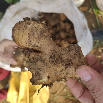 农家当季老姜母山东特产现挖现发莱芜姜母5斤新鲜月子姜老姜包邮