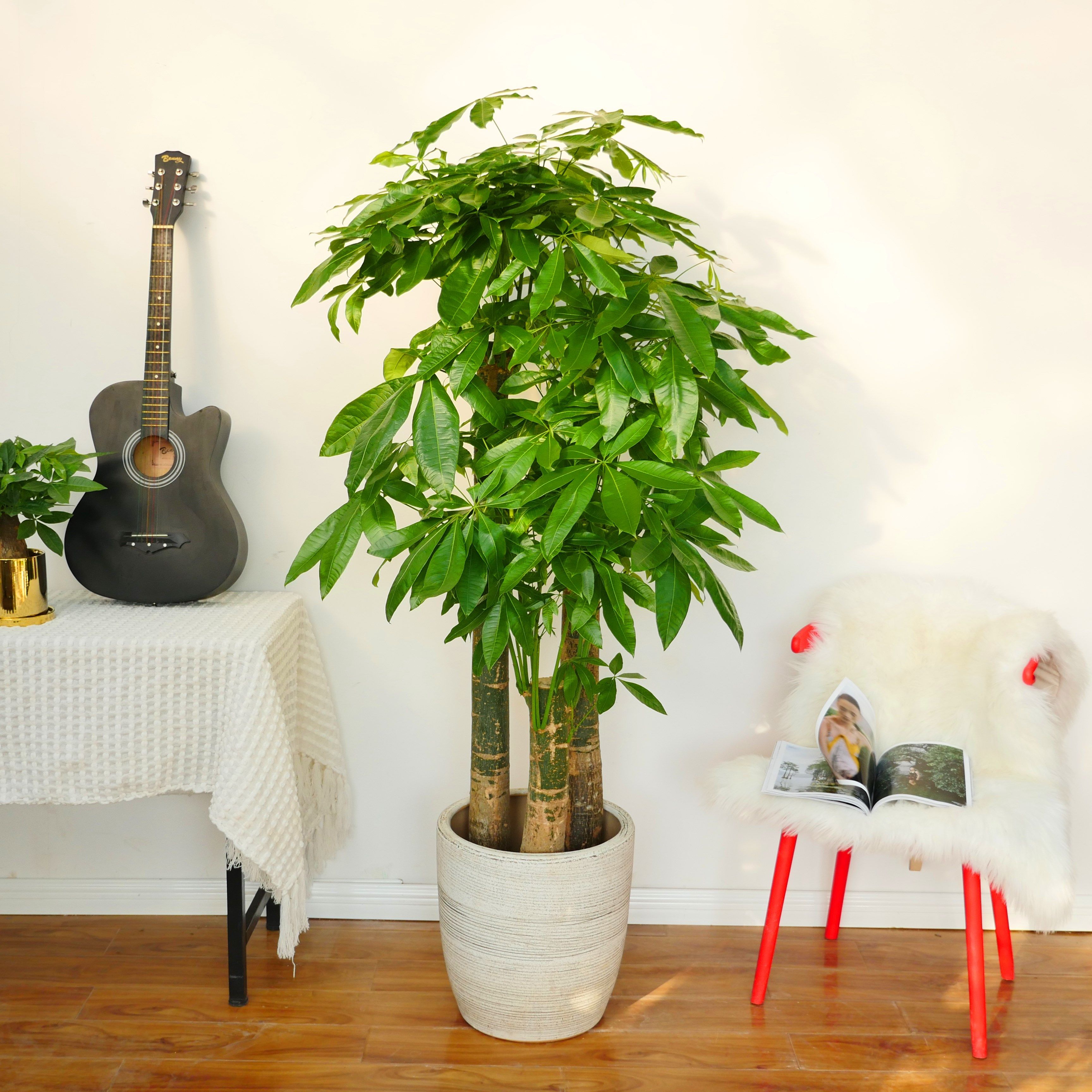 绿植花伴水深深圳发财树办公室大型盆栽客厅新房大型绿植